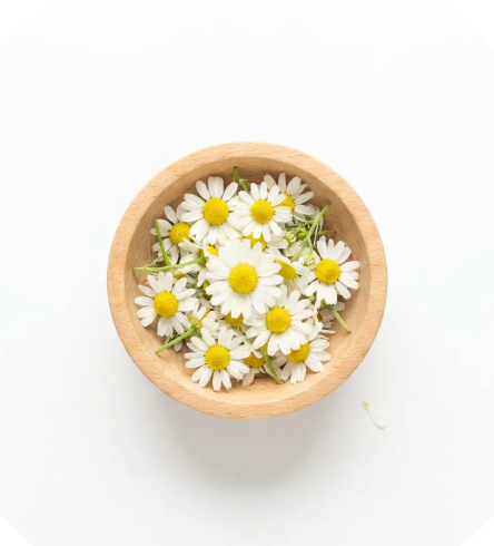 Chamomile