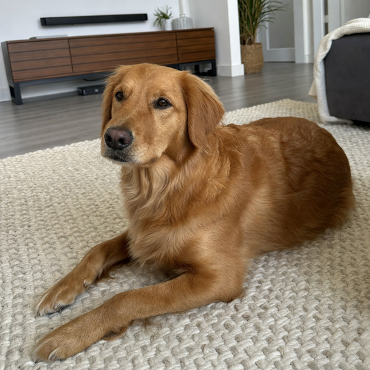 Calm, comfortable dog with a healthy coat
