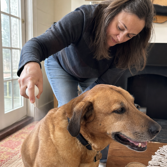 Misting Kindpaws Skin Relief Spray on a calm, happy dog